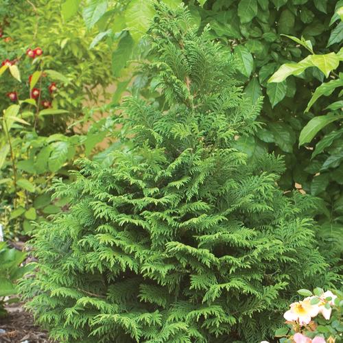 Best Evergreen Trees to Plant In New York