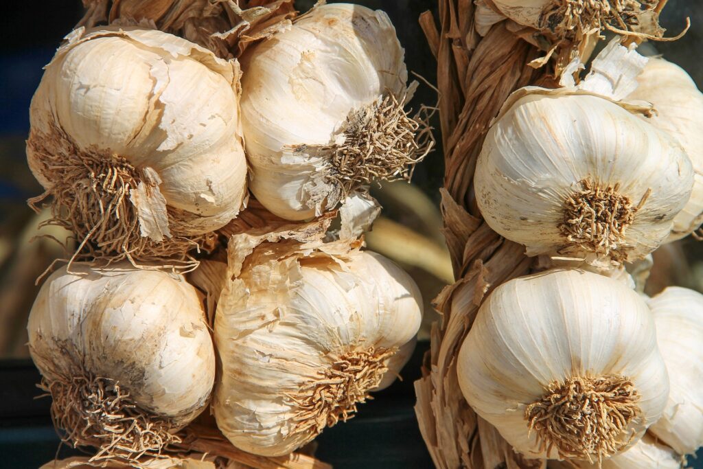 Garlic medicinal plant