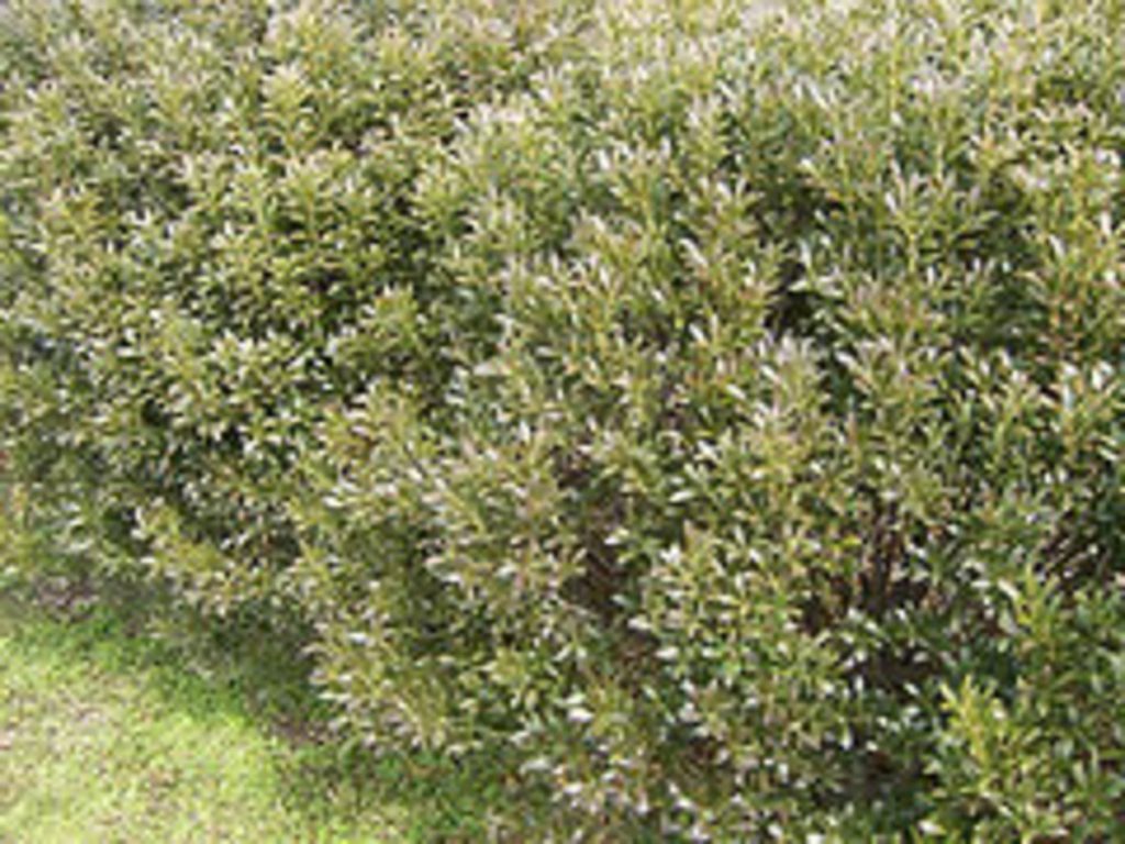 Best Evergreen Trees to Grow in New Jersey