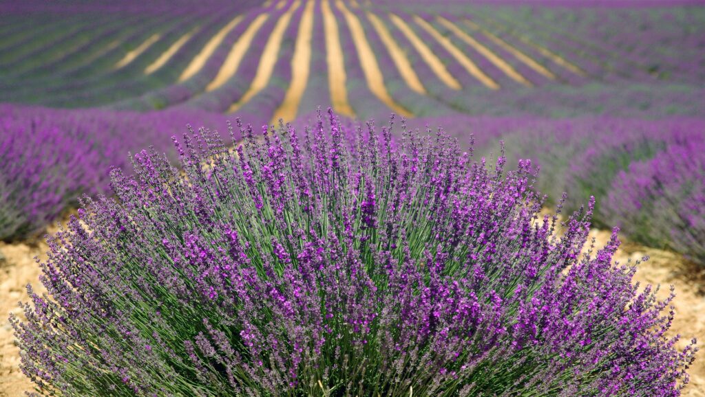 Lavenders medicinal plant