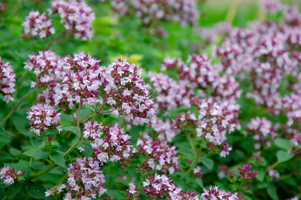 oregano herb