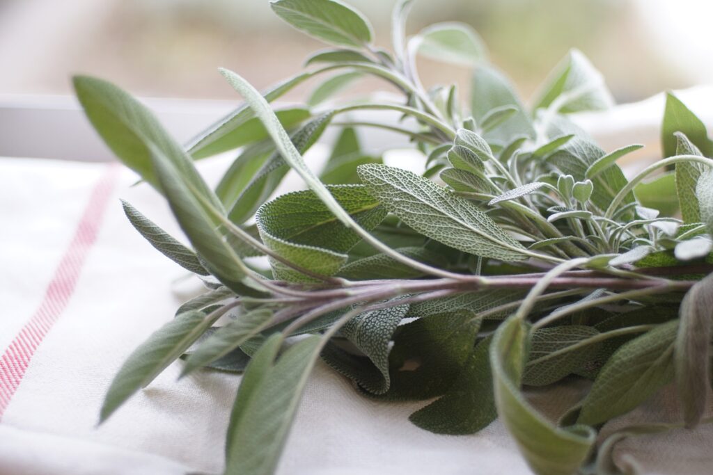 sage herb