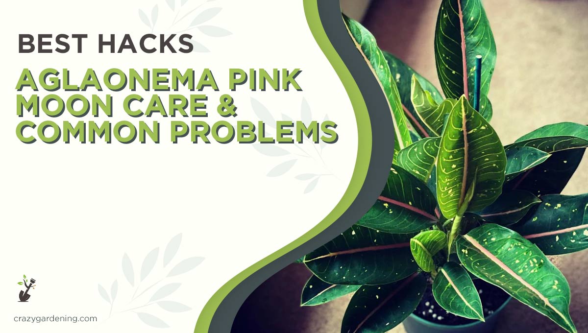 How to Care for Aglaonema Pink Moon (Chinese Evergreen 2024)