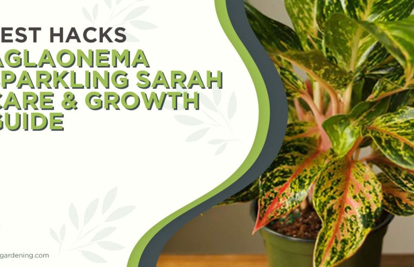 aglaonema-sparkling-sarah-care.jpg