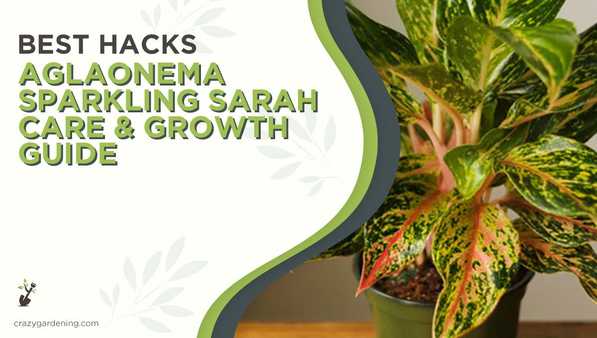 Aglaonema Sparkling Sarah #1 Care [Brighten Your Space 2025]