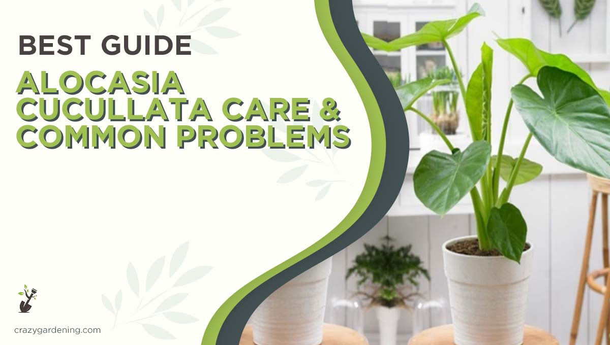 Alocasiaa Cucullata #1 Care [From Wilting to Thriving 2025]