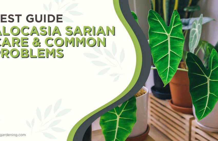 alocasia-sarian-care.jpg