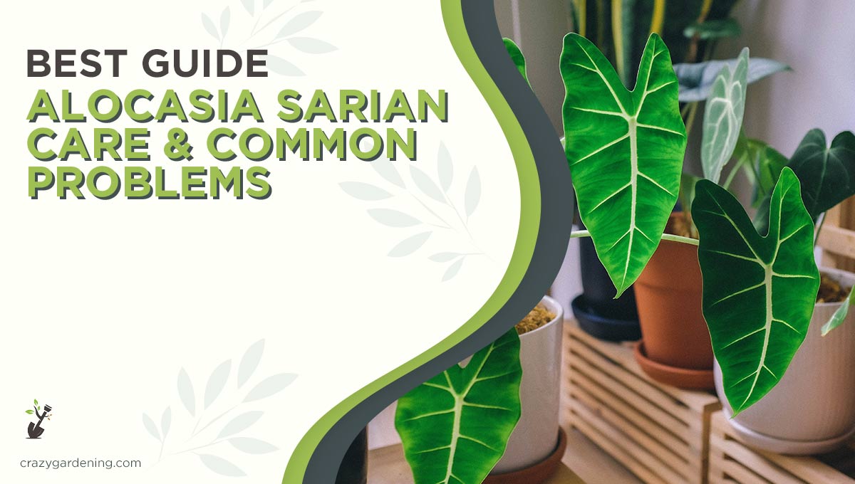 Alocasia Sarian #1 Care Guide [Happy Plant, Happy Home 2025]