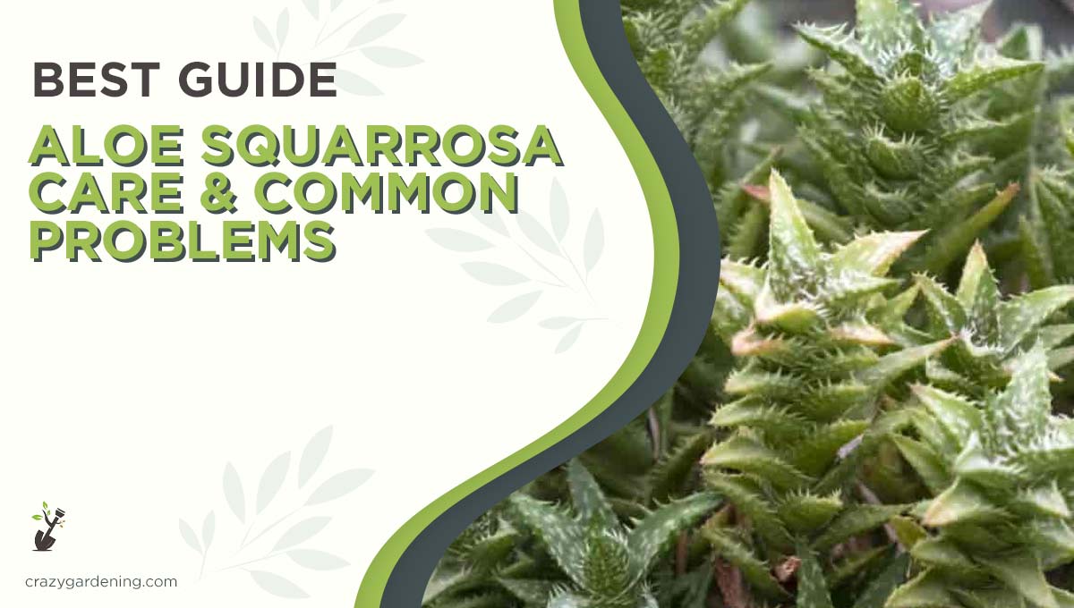 Aloe Squarrosa Care & Propagation [Tips For Success in 2025]