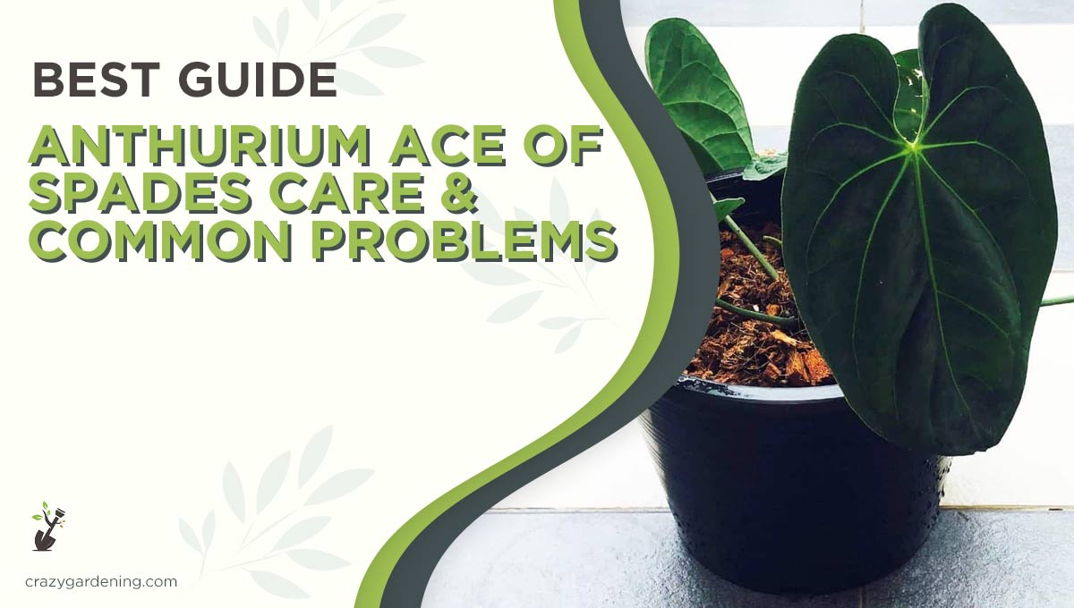 Anthurium Ace of Spades – Ultimate Care [Tips For Success 2024]