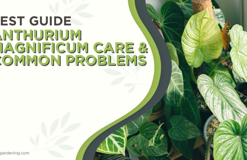 anthurium-magnificum-care-common-problems.jpg