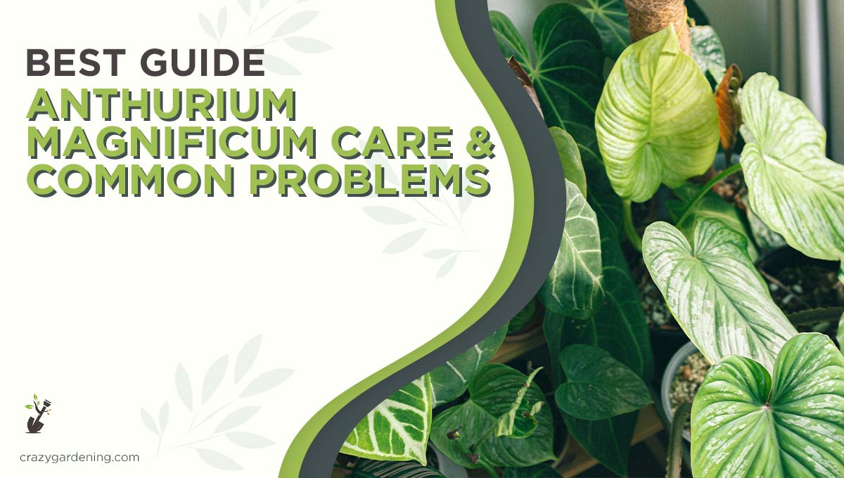 Anthurium Magnificum Care Hacks [From Soil to Sunlight 2025]