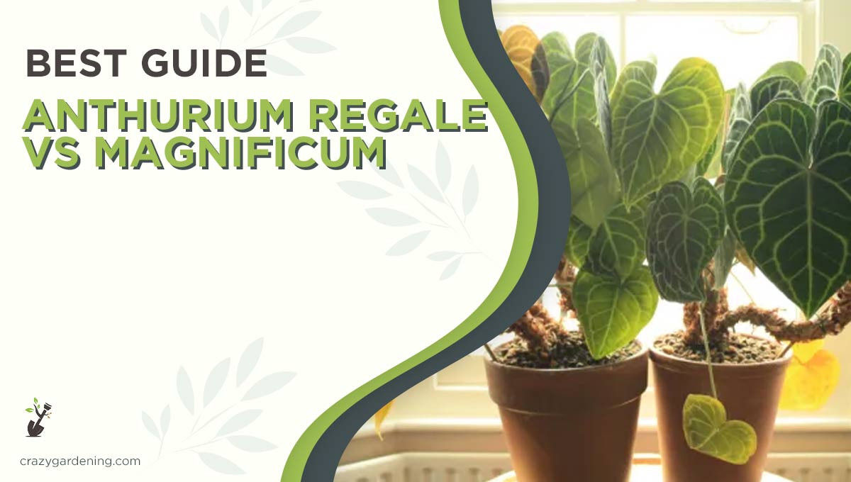 Anthurium Regale vs Magnificum – Which is Best for You [2025]
