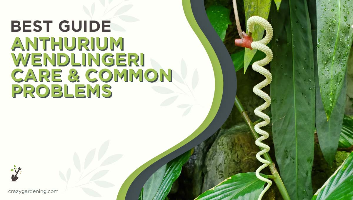Anthurium Wendlingeri Care [Expert Guide to Success 2025]