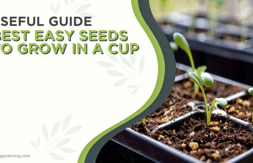 best-easy-seeds-to-grow-in-a-cup.jpg