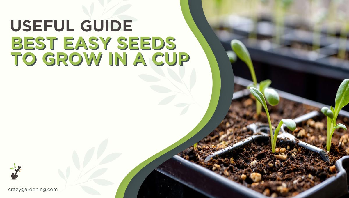 21 Best Easy Seeds To Grow In a Cup [Perfect Potting 2025]