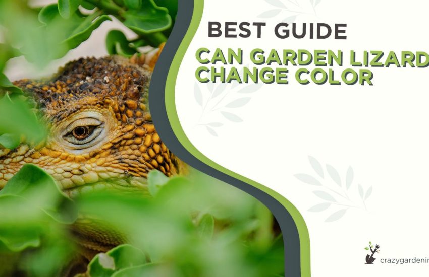 can-garden-lizards-change-color.jpg