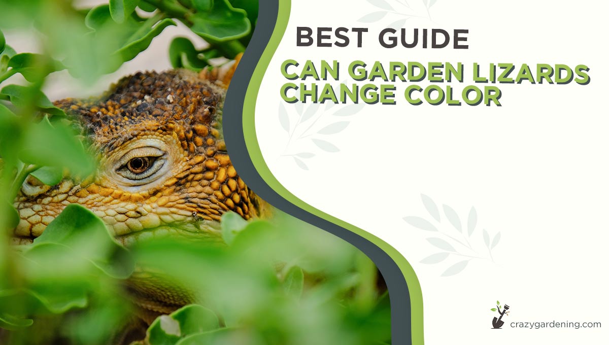 Can Garden Lizards Change Color [Unlocking the Mystery 2024]