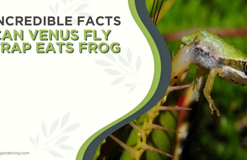 can-venus-fly-trap-eats-frog.jpg