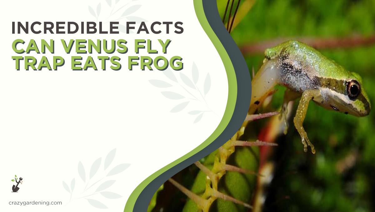 Can Venus Fly trap Eat Frog [Venus Flytraps Diet Facts 2024]