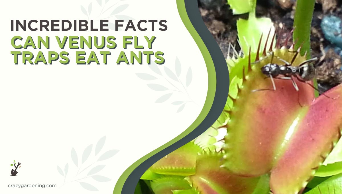 Can Venus Fly Trap Eat Ants [All You Need to Know in 2024]