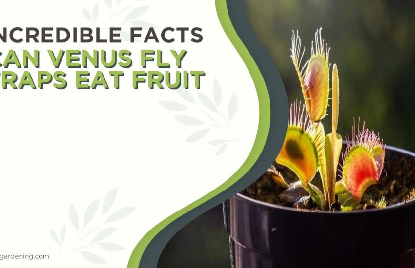 can-venus-fly-traps-eat-fruit.jpg