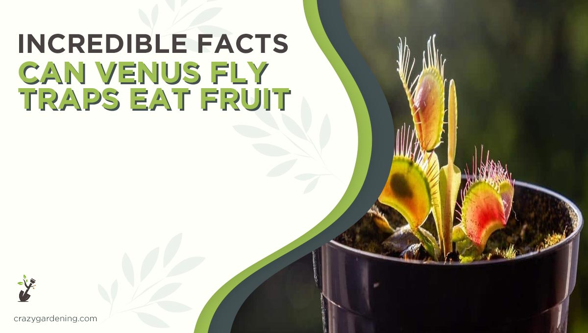 Can Venus Fly Trap Eat Fruit? (The Venus Diet in 2024)