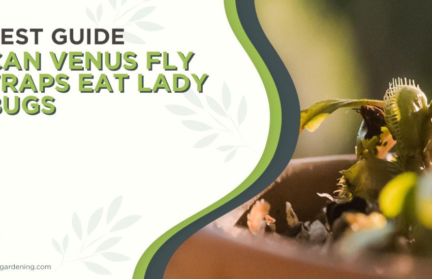 can-venus-fly-traps-eat-lady-bugs-1.jpg