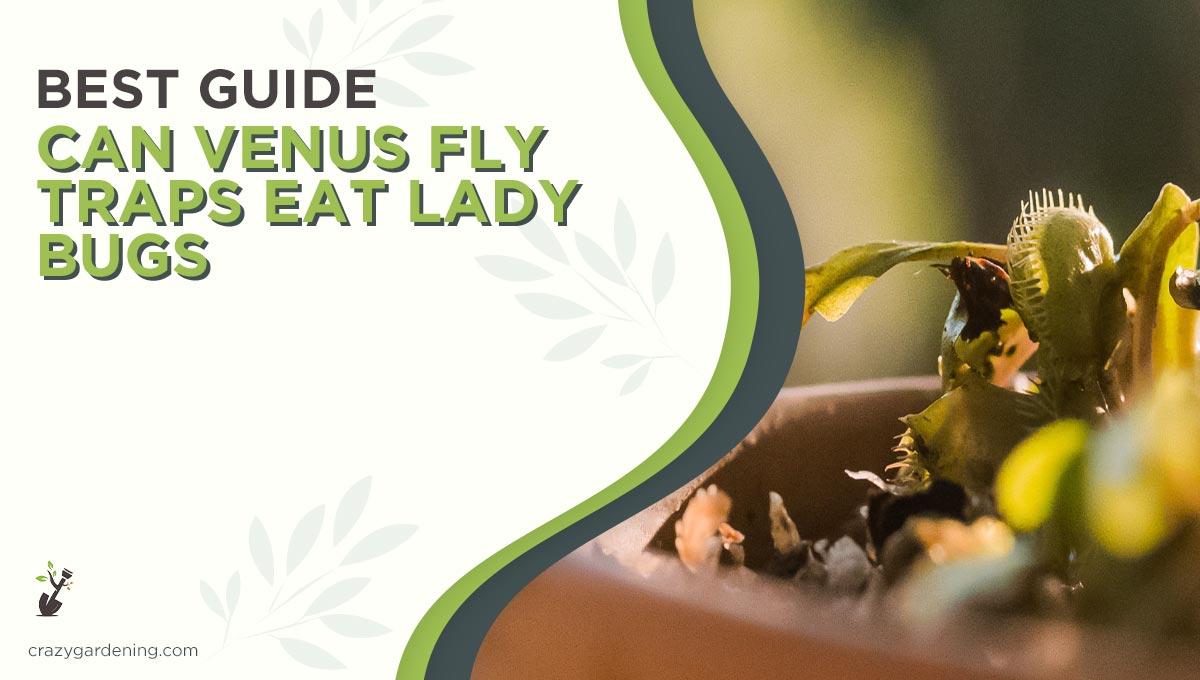 Can Venus Fly Trap Eat Lady Bugs [Caught in the Trap 2024]