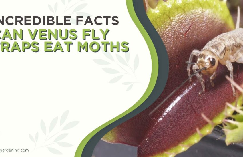 can-venus-fly-traps-eat-moths.jpg