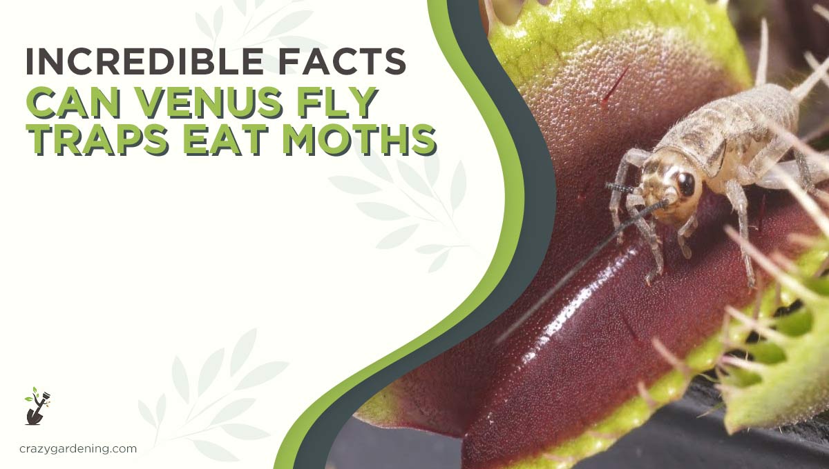 Do Venus Fly Traps Eat Moths [Say Goodbye to Moths in 2024]