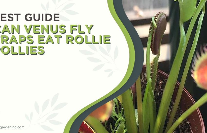 can-venus-fly-traps-eat-rollie-pollies.jpg