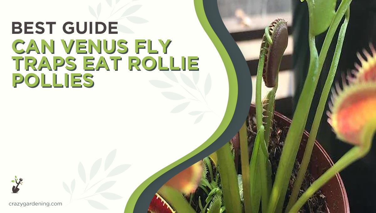 Can Venus Fly Traps Eat Rolly Pollies [A Great Debate 2024]