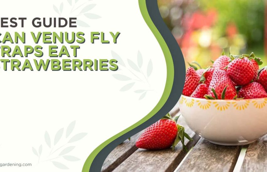 can-venus-fly-traps-eat-strawberries.jpg