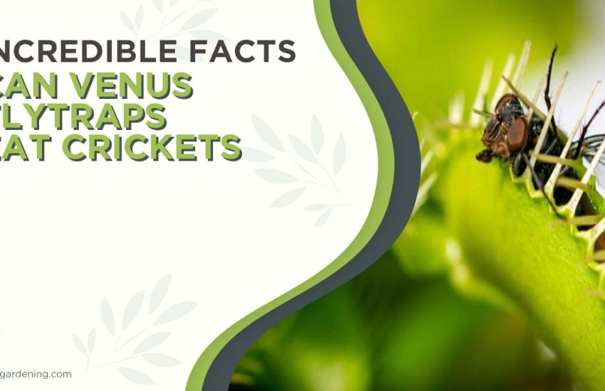 can-venus-flytraps-eat-crickets.jpg