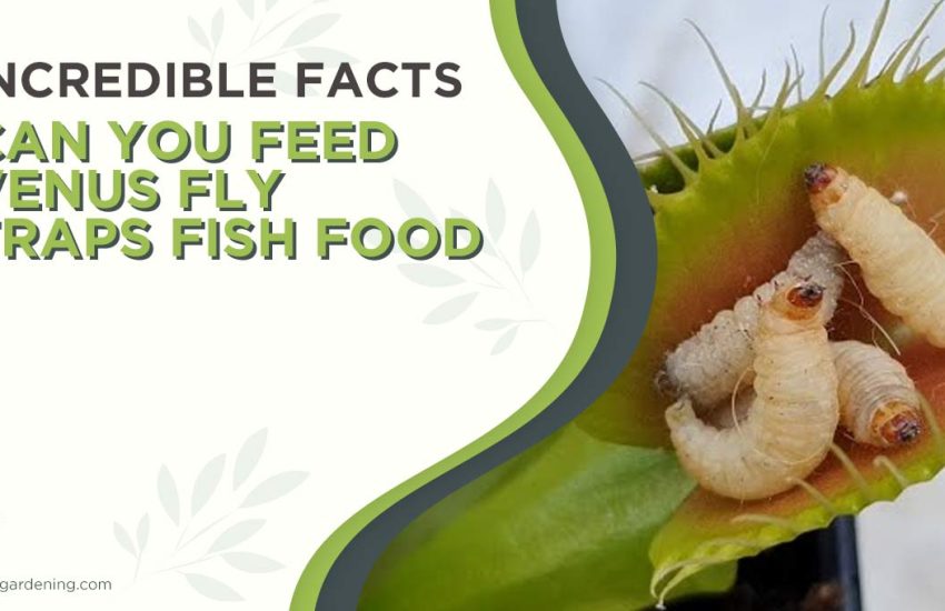 can-you-feed-venus-fly-traps-fish-food.jpg