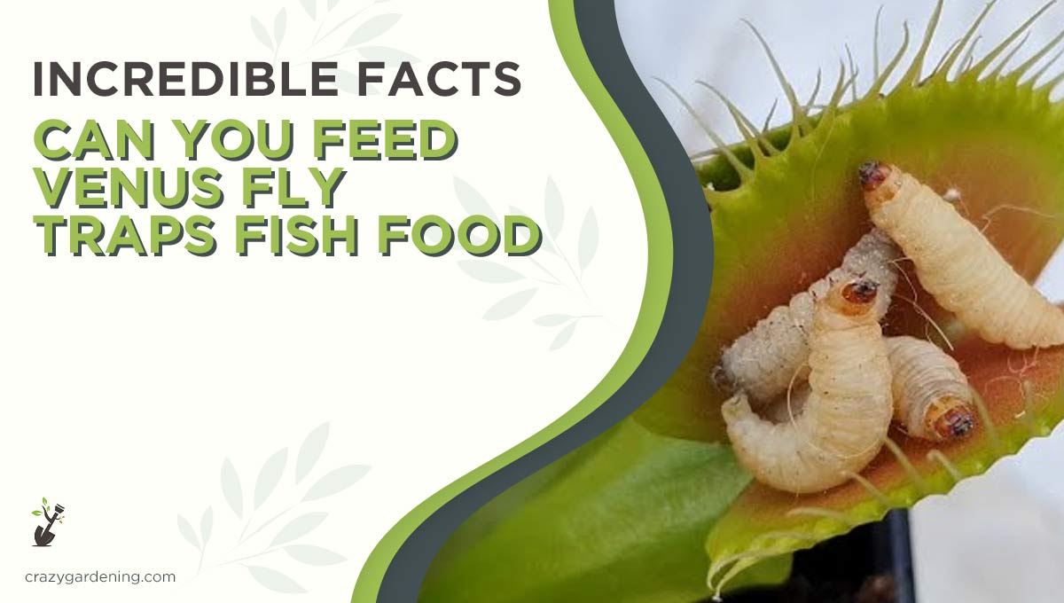 Can You Feed Venus Flytraps Fish Food [Venus Best Food 2024]