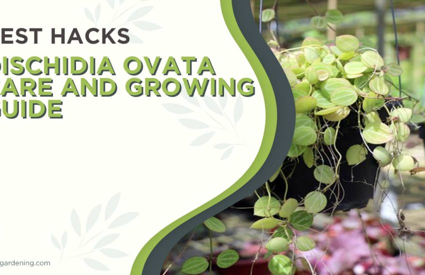 dischidia-ovata-care-and-growing-guide.jpg