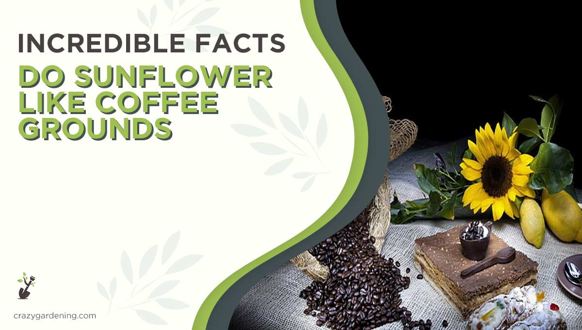 Do Sunflower Like Coffee Grounds [A Match Made in Soil 2025]