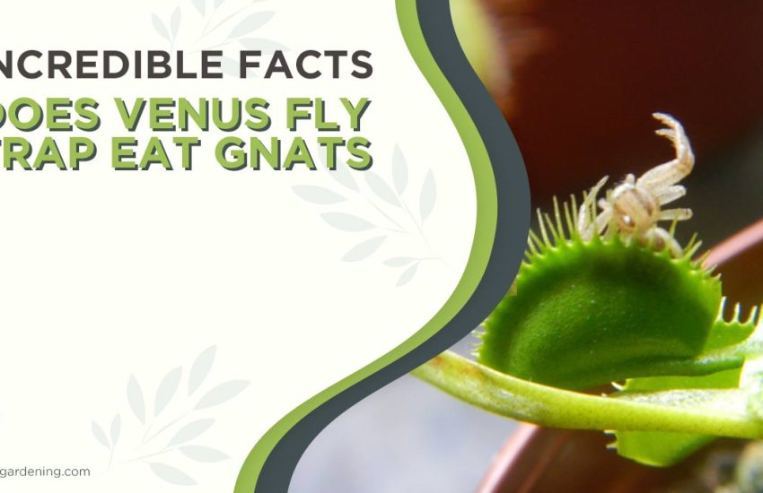 does-venus-fly-trap-eat-gnats.jpg