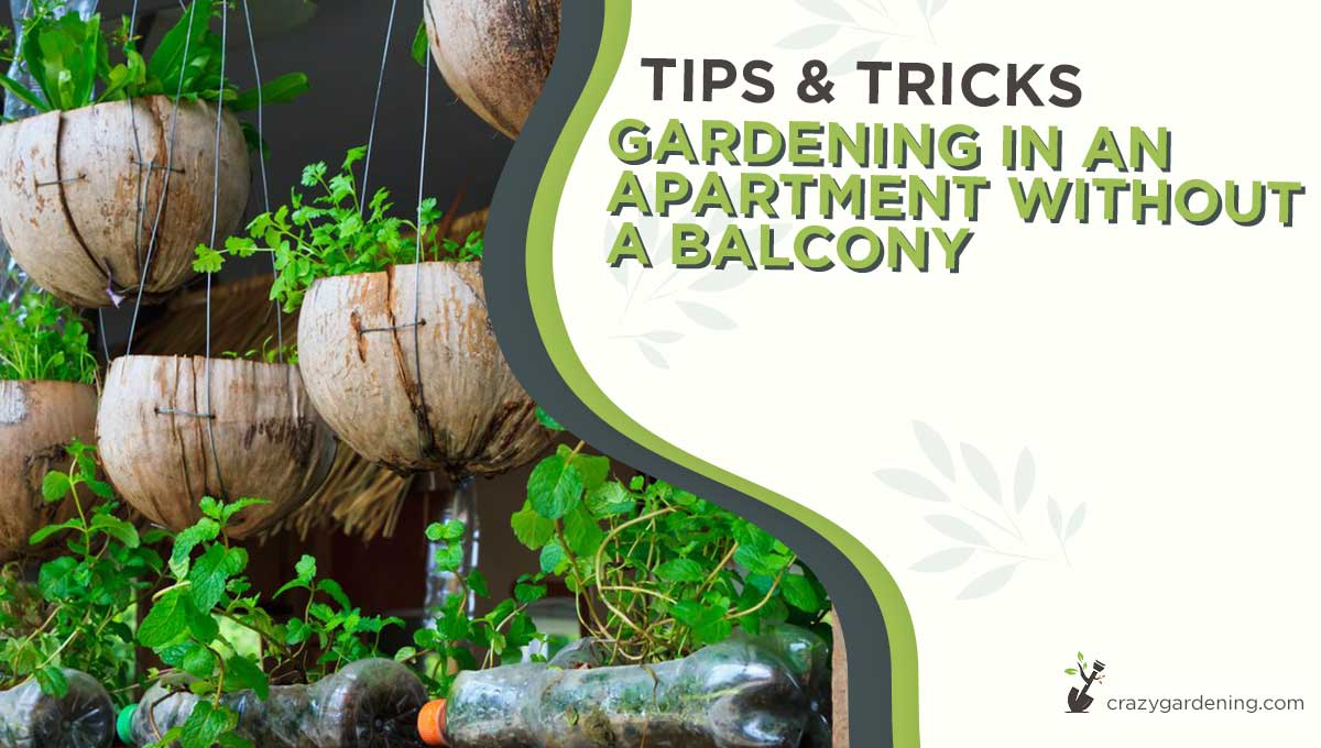 Gardening in an Apartment Without a Balcony Like a Pro[2025]