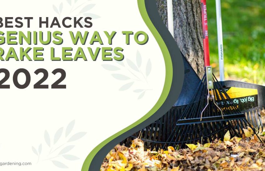 genius-way-to-rake-leaves.jpg