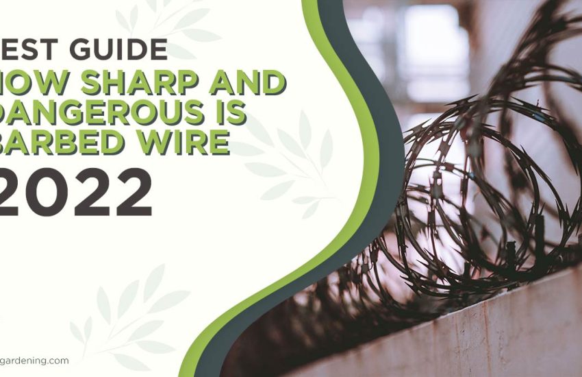 how-sharp-and-dangerous-is-barbed-wire.jpg