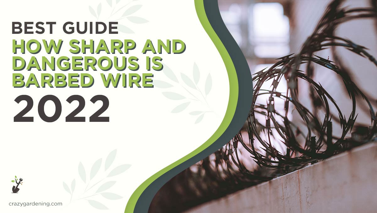 How Sharp and Dangerous is Barbed Wire [Best Facts 2025]