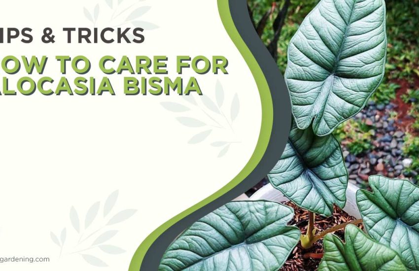 how-to-care-for-alocasia-bisma.jpg