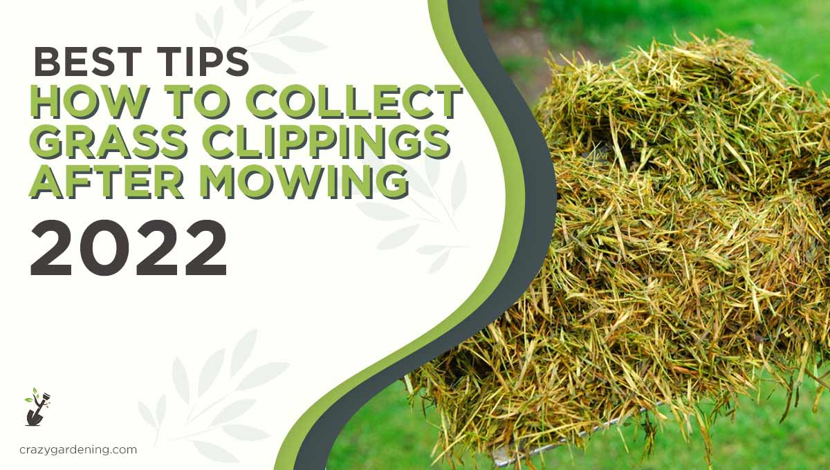 Best Ways to Collect Grass Clippings [Stop Lawn Chaos 2025]