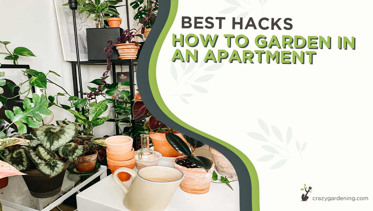 Apartment Gardening: How to Garden in an Apartment [2025]