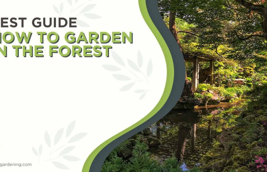how-to-garden-in-the-forest.jpg