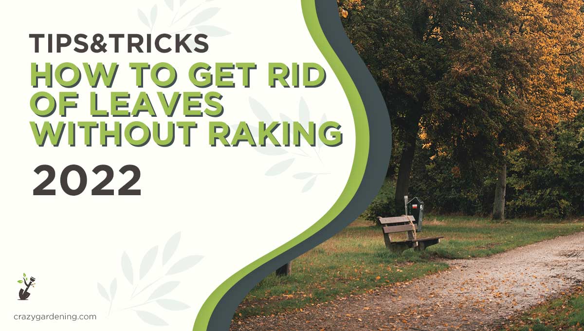 How to Get Rid of Leaves Without Raking [Tips & Tricks 2025]