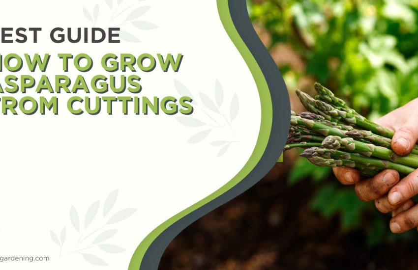how-to-grow-asparagus-from-cuttings.jpg